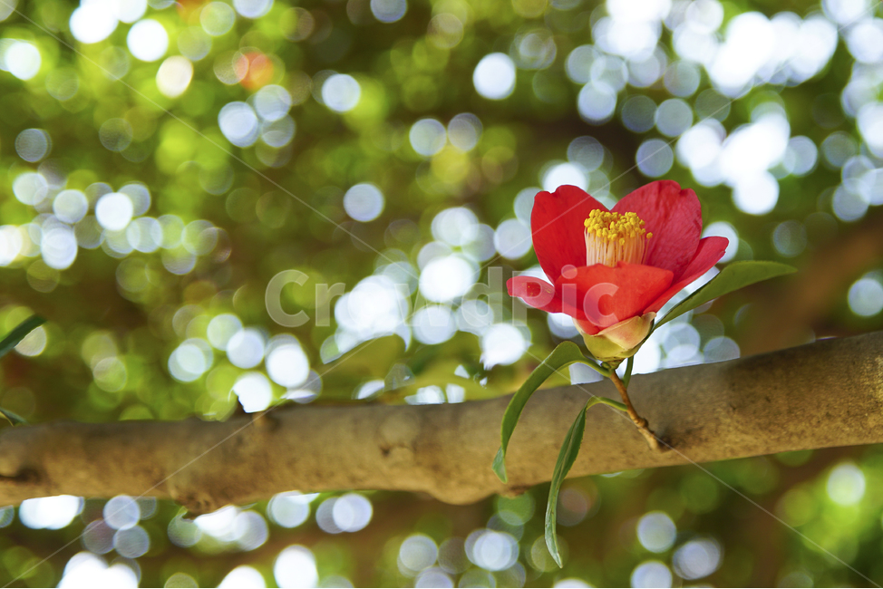 풍경,꽃,백일홍,보케,나무,잎,빛,여수,오동도,섬,사진,빨강,녹색,Landscape,flower,bokeh,nature,crapemyrtle,tree,leaf,light,korea,photography,봄,자연,봄,계절,spring,season,식물,자연,plants,nature,꽃,flower,plant