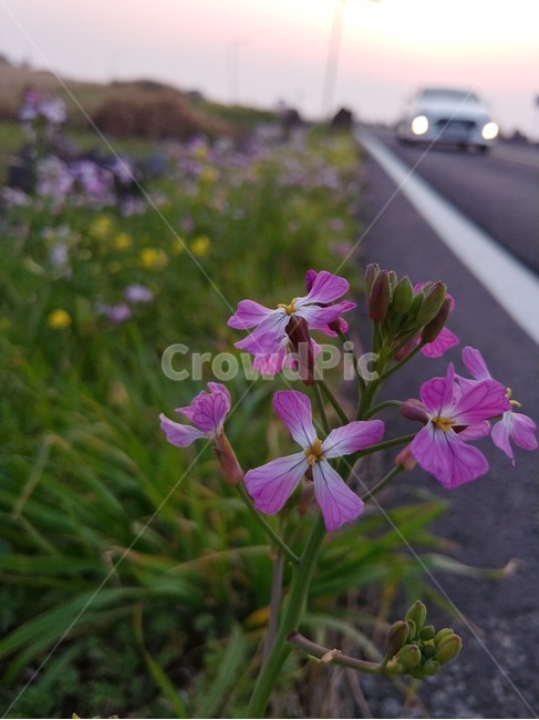 제주,해안도로,들꽃,노을,산책,식물,자연,plants,nature,꽃,flower