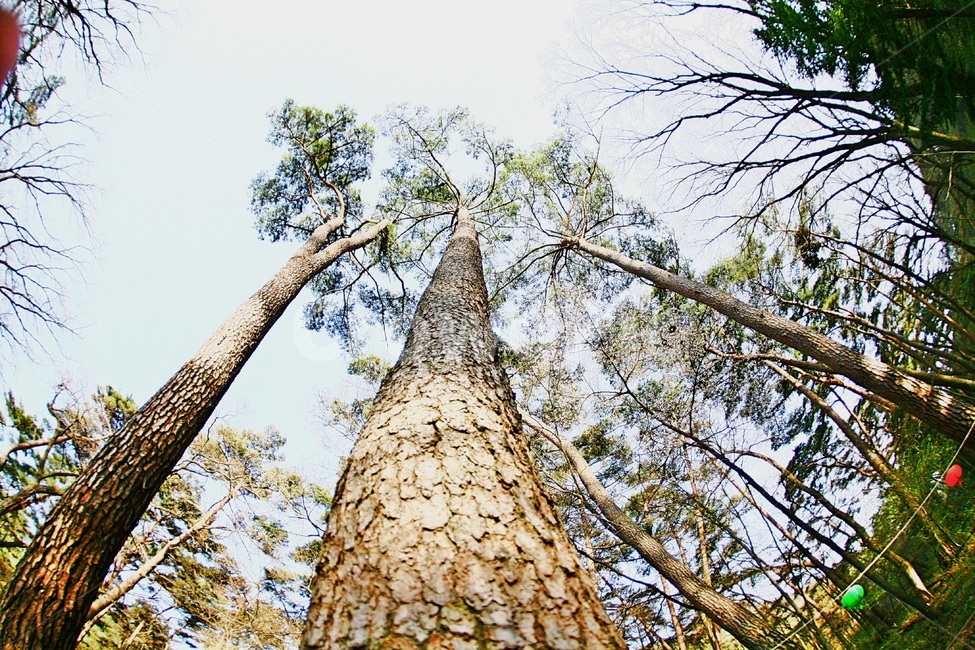 원주치악산,소나무,치악산,원주,치악산소나무,식물,자연,plants,nature,나무,trees,wood
