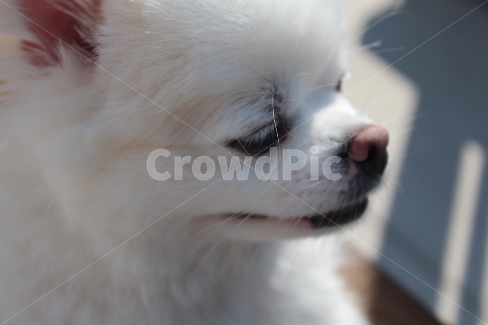 강아지,산책,포메라니안,개,배경화면,동물,animal,포유류,mammal,개,강아지,dog,doggy