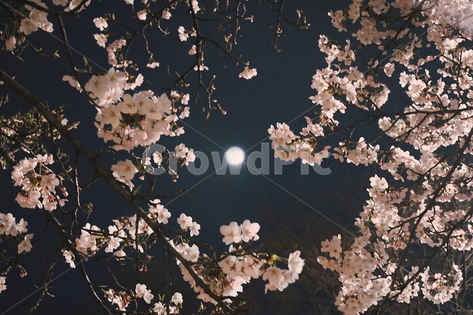벚꽃,꽃,이쁜사진,밤,봄밤,달,cherryblossom,blossom,감성,감성사진,봄,달빛,moon,pink,nature,자연,tree