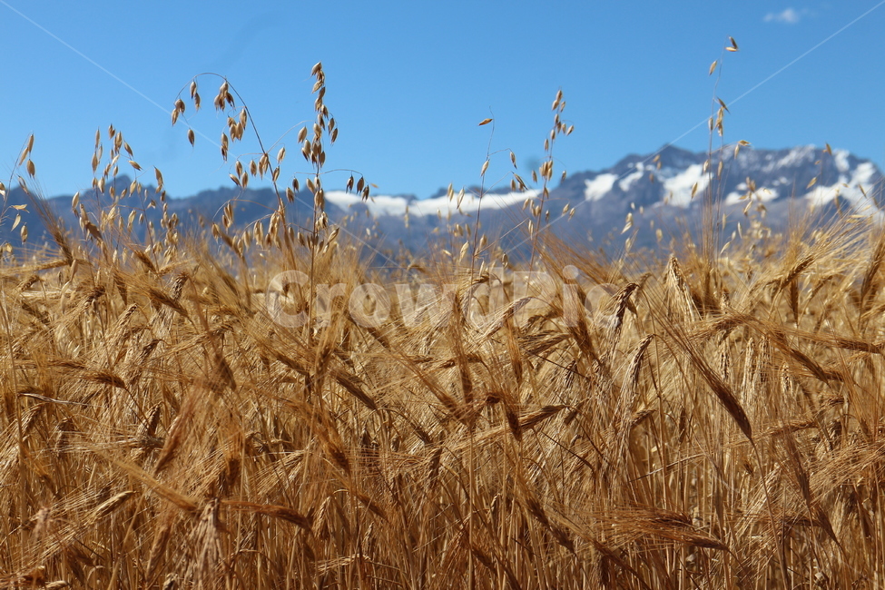 밀밭,산,하늘,풍경,자연,페루,밀,안데스,landscape,nature,wheat,wheatfield,mountain,andes