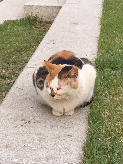 고양이,길냥이,야옹이,삼색이,식빵자세,cat,animal,pet,애완동물