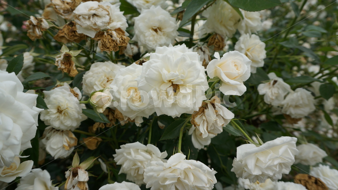 꽃,자연,식물,꽃축제,예쁜꽃,식물,자연,plants,nature,꽃,flower