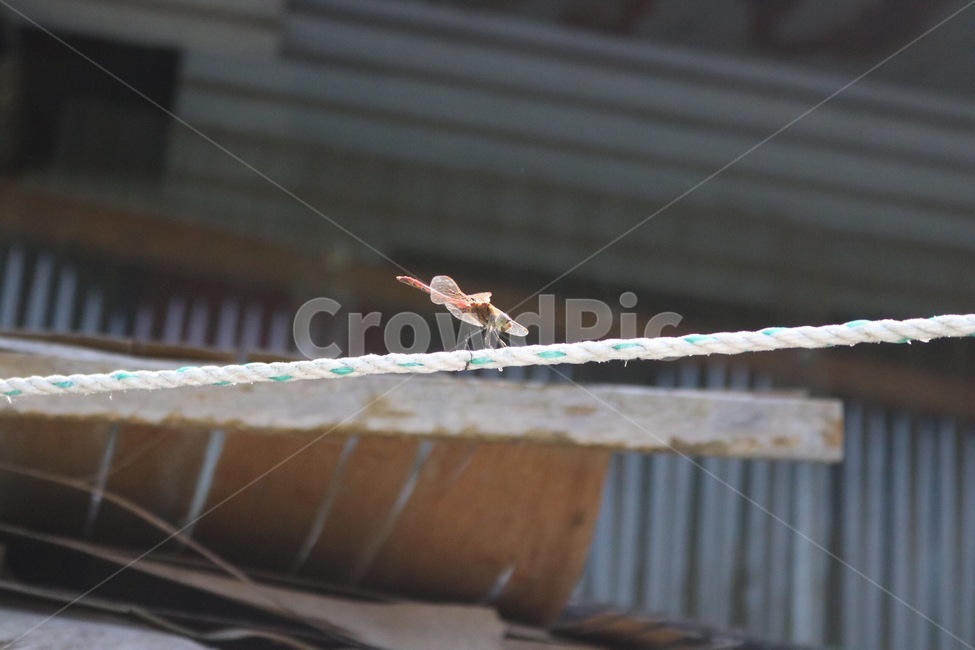 곤충,잠자리,날개,줄,장작,insect,konchuu,dragonfly,tonbo,wings,tsubasa,line,sen,firewood,tadaki,햇빛,sunlight,hizashi,동물,animal,곤충,벌레,insect,bug