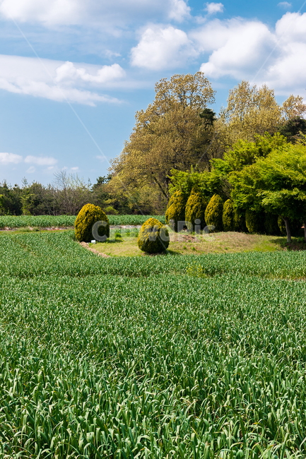 농장,목초지,밭,초록,들판,자연,시골,농촌,들,field,nature,countryside,옥외,farm,rural,grassland,meadow,맑은날,clear,sky,하늘,구름,clouds,cloud,봄,spring,자연,풍경,nature,landscape