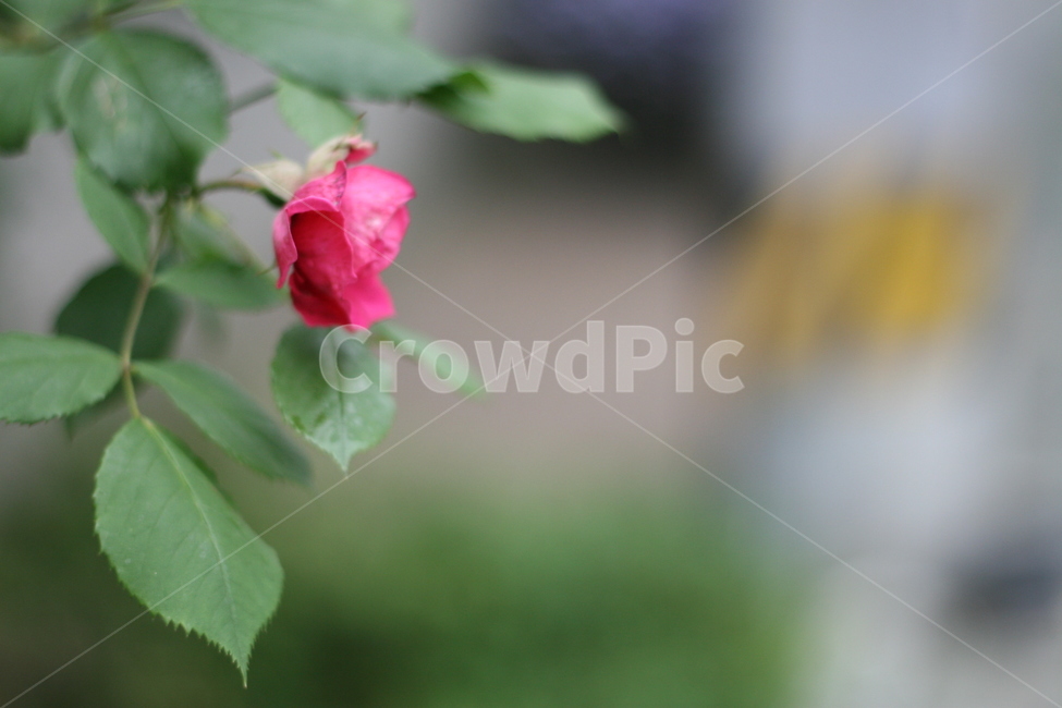 꽃,장미,로즈,rose,flower,plant,blossom,식물,자연,plants,nature,꽃,flower