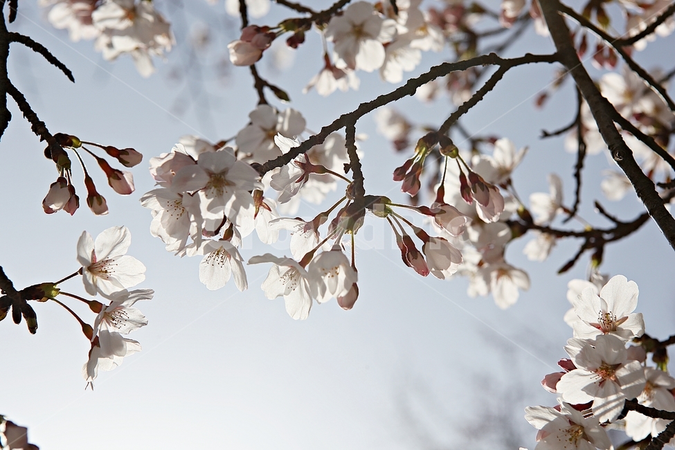 벗꽃,벗나무,꽃,봄꽃,벗꽃잎,꽃잎,식물,자연,공원,식물,자연,plants,nature,꽃,flower