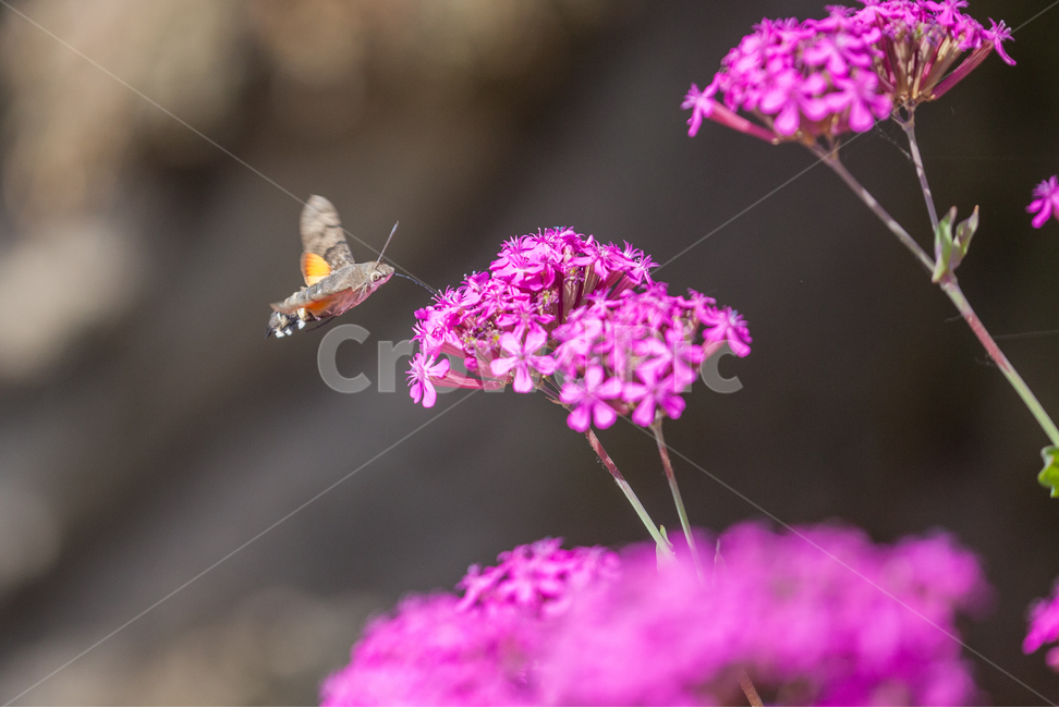 박각시나방,나비,꽃,곤충,나방,식물,자연,plants,nature,꽃,flower,동물,animal,곤충,벌레,insect,bug