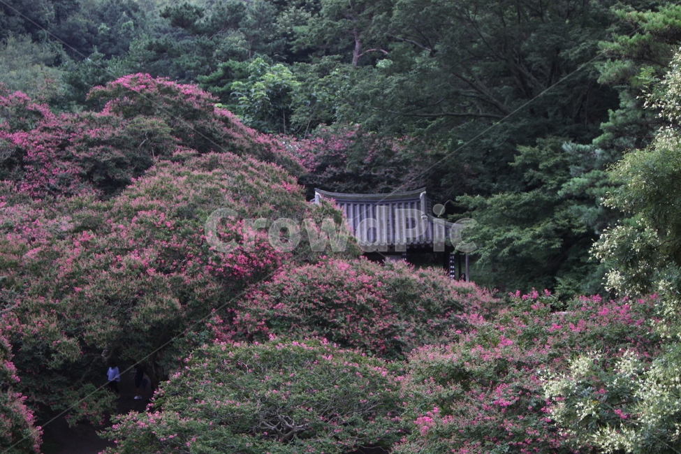 명옥헌,배롱나무,백일홍,담양명옥헌,풍경,나무,꽃,여름풍경,자연,풍경,nature,landscape,한국자연풍경,한국자연경관,korea nature landscape,한국전통,한국문화,korean traditional,korean culture,건축물,건물외관,exterior,building,structure,architecture,construction,outdoors,옥외,garden,정원,arbour,정자