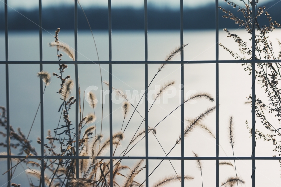 겨울,호수,강,창살,나무,풍경,정취,고요,아침,경관,자연,풍광,nature,landscape,한국자연풍경,한국자연경관,koreanaturelandscape,감성,감정,sensible,feeling,emotion,계절,season,마을,rural,한국전통,한국문화,koreatraditional,koreaculture,plant,trees,wood,겨울,계절,winter,season,식물,자연,plants,nature,감성,sensible,feeling