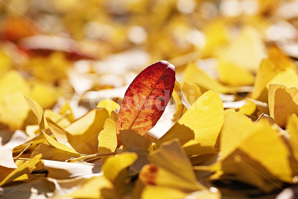 단풍,낙엽,가을,울긋불긋,나무잎,잎,식물,자연,가을,계절,fall,autumn,season,식물,자연,plants,nature
