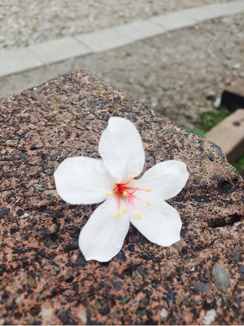 꽃,자연,흰색,flower,nature,white,식물,자연,plants,nature,꽃,flower