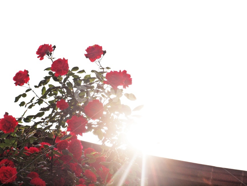 장미,꽃,역광,빛,여름,light,flare,플레어,식물,자연,plants,nature,꽃,flower