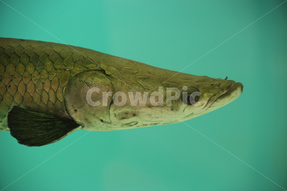 피라루크,물고기,민물고기,동물,pirarucu,열대어,tropicalfish,동물,animal,어류,물고기,fish