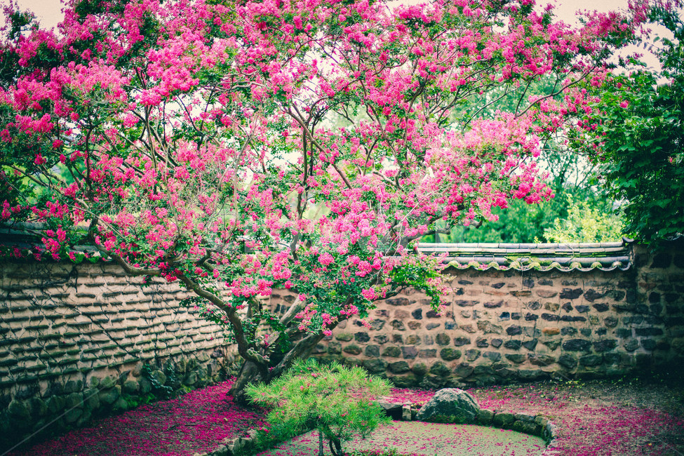 베롱나무,한옥,꽃,식물,flower,한국전통,한국문화,korean traditional,korean culture,식물,자연,plants,nature,꽃,flower,나무,trees,wood