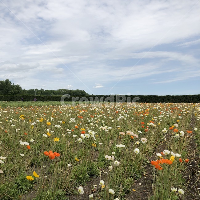 field,들,grassland,자연,농장,farm,꽃,flower