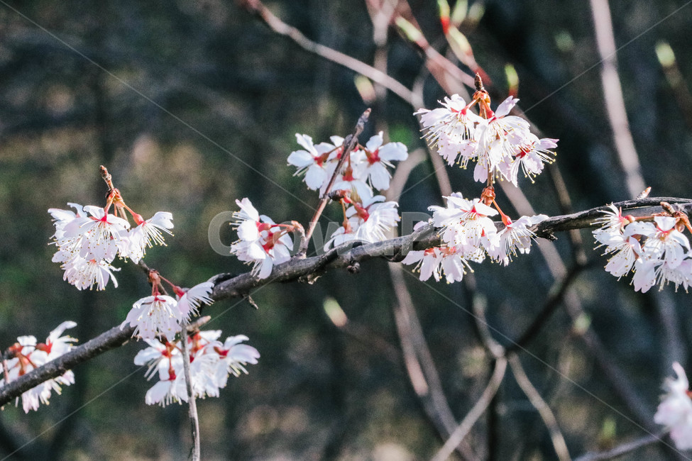 plant,식물,벚꽃,매화,blossom,꽃,봄,여름,봄,계절,spring,season,식물,자연,plants,nature,꽃,flower