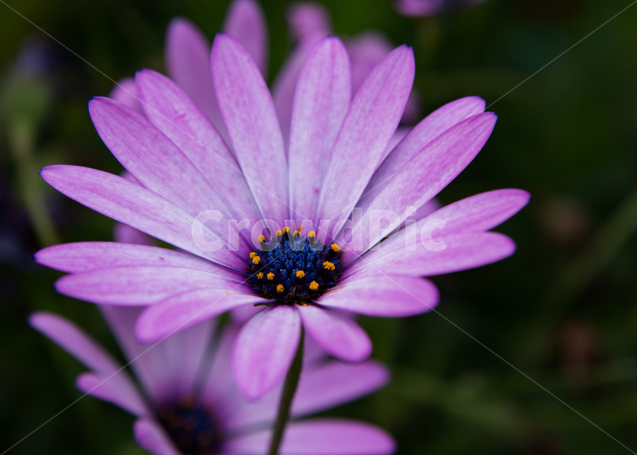보라색꽃,보라색,꽃,공원,자연,클로즈업,closeup,flower,purple,purpleflower,pretty,아름다운,예쁜,beautiful,park,summer,spring,봄,여름,nature,natural,활짝,야생화