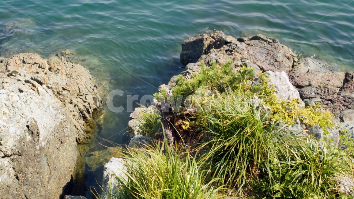 바다,절벽,섬,돌,여울,자연,풍경,nature,landscape,promontory,곶,plant,식물,vegetation,초목