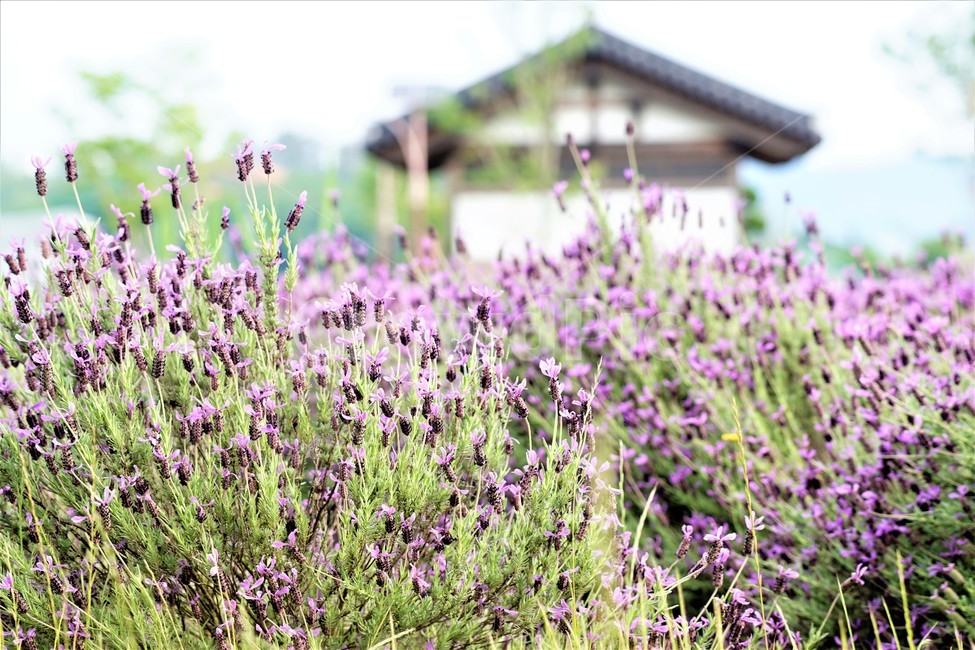 라벤더,꽃,식물,보라색,자연,봄,nature,flower,purple,violet,spring,식물,자연,plants,nature,꽃,flower