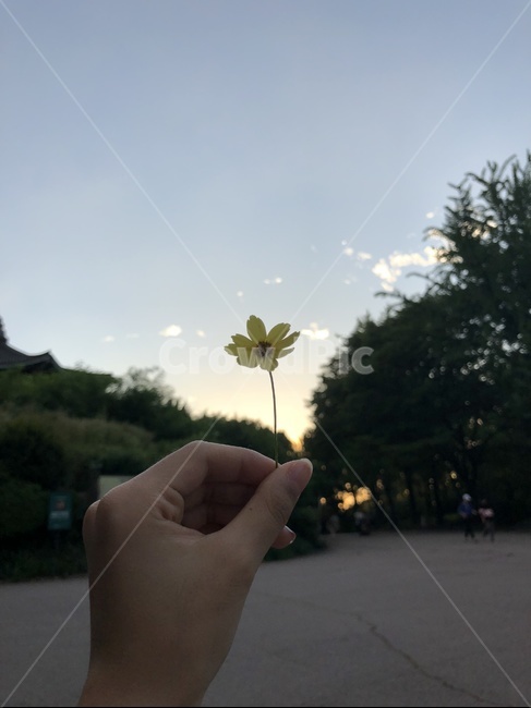 풍경,코스모스,하늘,구름,노을,손,손가락