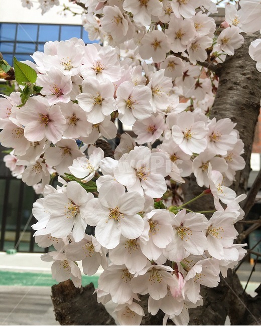 봄,벚꽃,나무,만개,컨셉,가지,봄,계절,spring,season,식물,자연,plants,nature,꽃,flower,plant,blossom