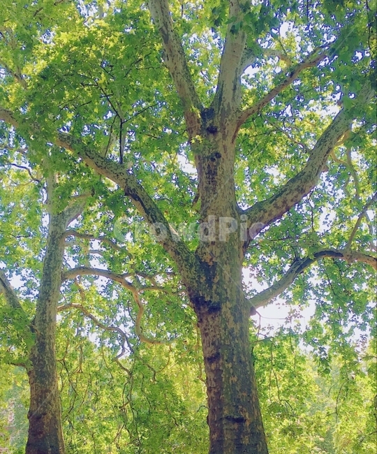 식물,나무,꽃,초록,햇빛,햇살,눈부심,tree,plant,flower,green,하늘,sky,treetrunk,나무줄기,oak,통나무,오크,sunshine,sun,blue,연두,봄,여름,가을,겨울,계절