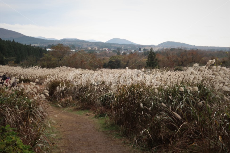 제주,억새,억새풀,군락지,자연,억새밭,풍경,바람,경치,경관,자연,풍경,nature,landscape,식물,plants