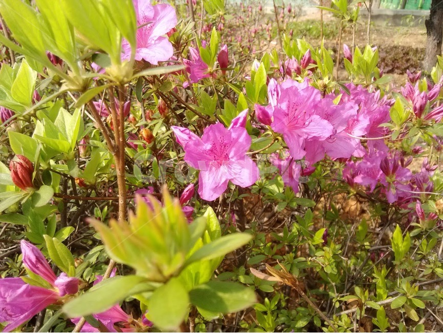 geranium,제라늄,flower,plant,식물,blossom,꽃,자연