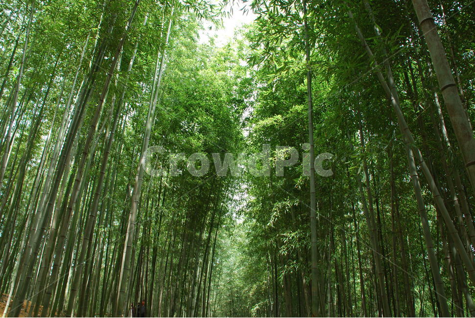 죽녹원,대나무,대나무숲,대숲,자연,자연,풍경,nature,landscape,plant,식물,bamboo