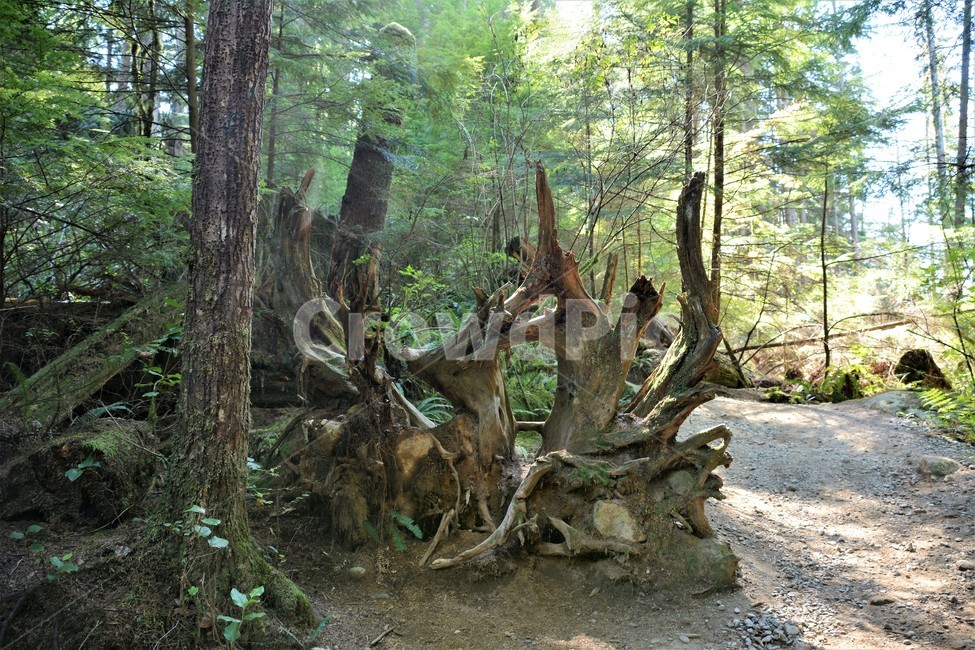 식물,자연,고목,산길,숲속,자연,풍경,nature,landscape,식물,plants,나무,trees,wood,휴식,힐링,rest,relaxation,healing,tree,plant,tree trunk,나무 줄기