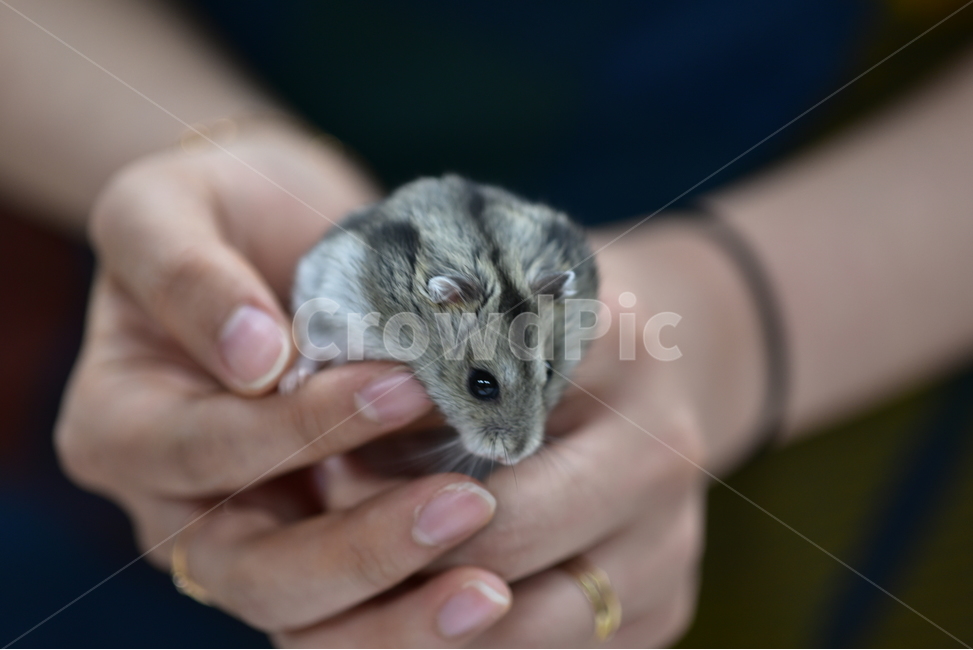 햄스터,동물,애완동물,포유류,펫,귀여움,귀여운,hamsters,mammals,pets,pet,cute,동물,animal,포유류,mammal