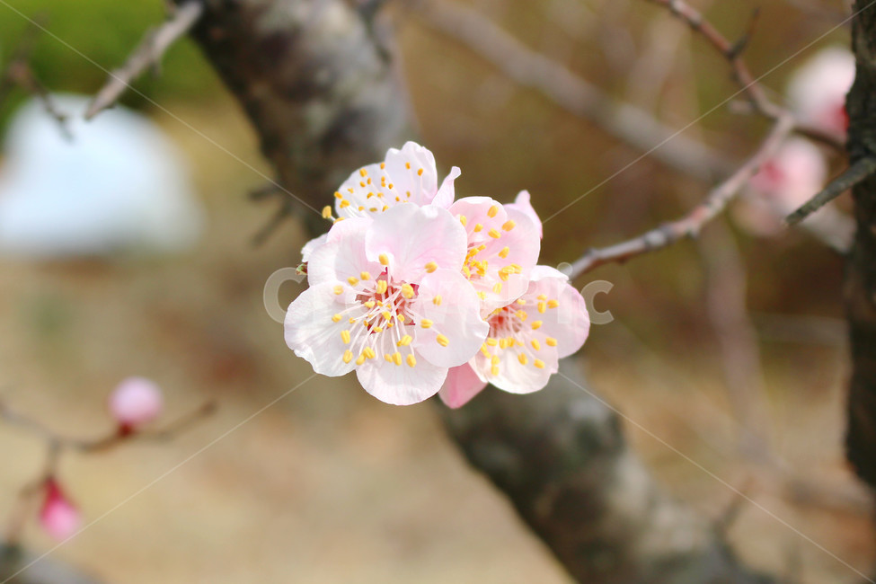 감성사진,봄,풍경사진,매화,꽃,하늘,자연,풍경,daily,flower,pink,spring,봄,계절,spring,season,식물,자연,plants,nature,꽃,flower,plant