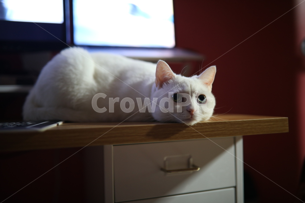 공양이,브리티쉬숏헤어,브숏,흰고양이,집고양이,반려묘,반려동물,동물,cat,동물,animal,포유류,mammal,고양이,cat,kitten,kitty