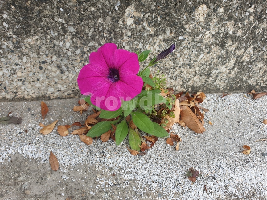 제라늄,식물,들꽃,도로,생명력,꽃,식물,자연,plants,nature,꽃,flower