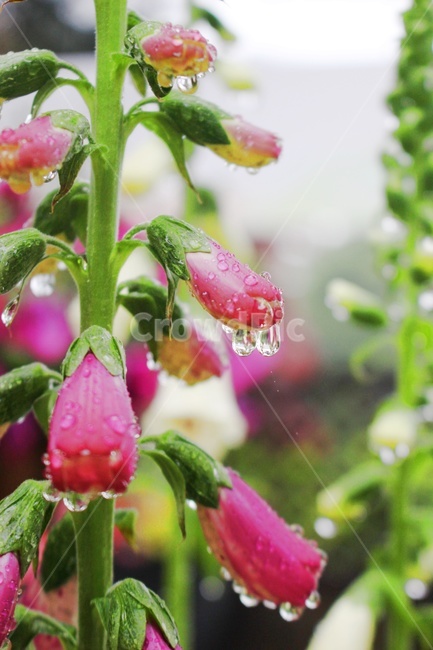 꽃,꽃봉우리,빗방울,비,예쁨,화분,plant,flower,식물,자연,plants,nature,꽃,flower