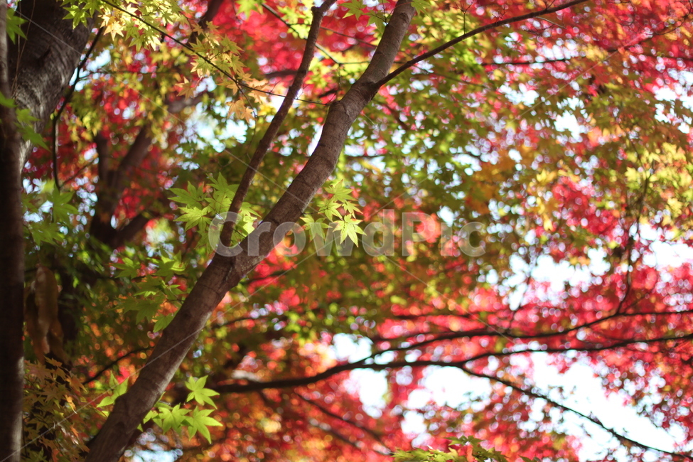 가을,단풍,햇살,아름다움,단풍나무,오색단풍,빨간잎,녹색잎,낙엽,가을풍경,자연,풍경사진,화려함,야외,나무,계절감,힐링,숲,붉은색,노란색,초록색,색의조화,산책,정취,감성,가을나들이,가을빛,자연경관,관광지,여행,단풍놀이,색채,생동감,수목,사색,낭만,그림같은풍경,감동,배경,시선집중,가을,계절,fall,autumn,season,식물,자연,plants,nature,leaf,잎,plant,tree,나무