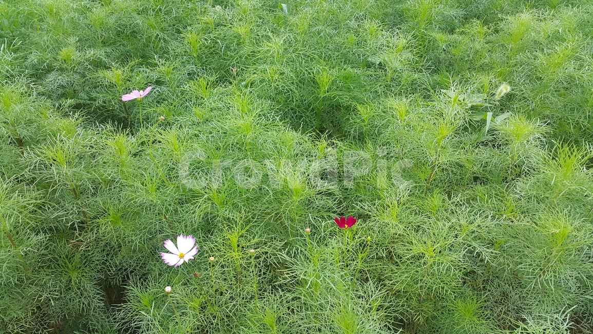 가을,코스모스,꽃,초록,flower,계절,접사,식물,자연,plants,nature