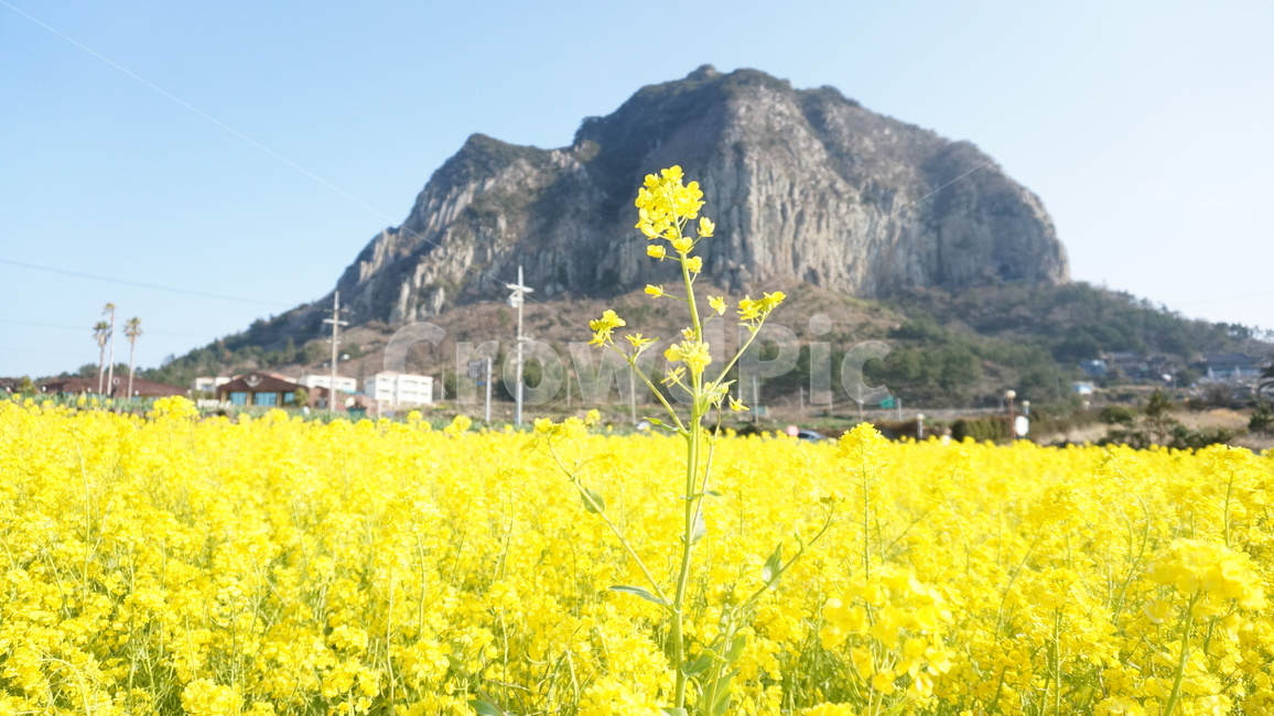 제주도,성산일출봉,풍경,배경,유채꽃,꽃,꽃밭