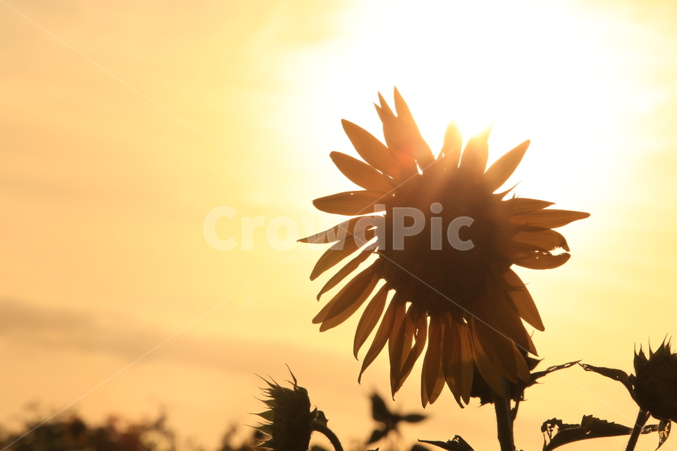 여름,해바라기,노을,플레어,역광,실루엣,식물,자연,plants,nature,꽃,flower