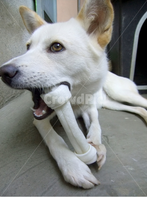 canine,송곳니,dog,개,pet,animal,포유류,mammal,애완동물,동물,개껌,강아지,백구,gun,chewing,간식,치아,이빨