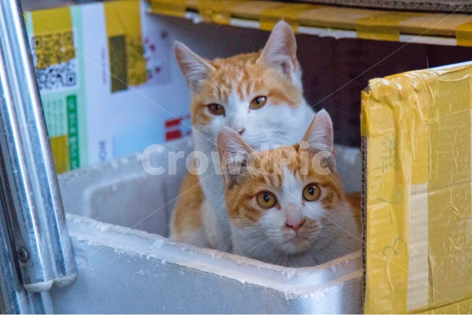 고양이,귀여운고양이,동물,따뜻함,사랑,cat,cute,animal,lovely,동물,animal,포유류,mammal,고양이,cat,kitten,kitty