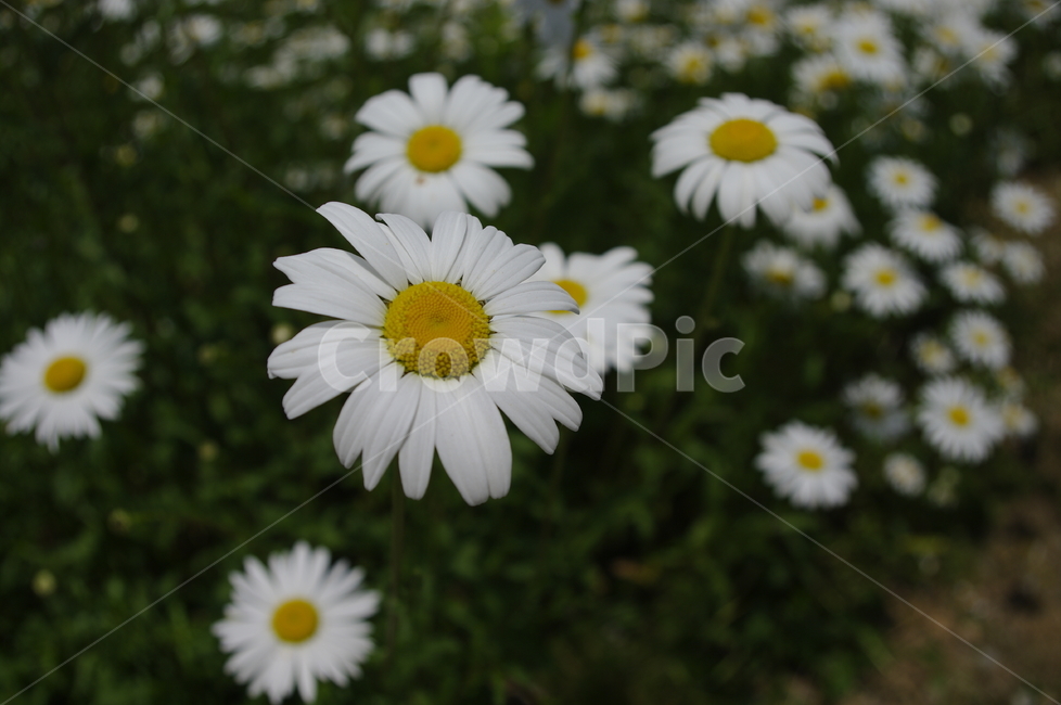 꽃,flower,식물,plant,계절,봄,spring,식물,자연,plants,nature,꽃,flower