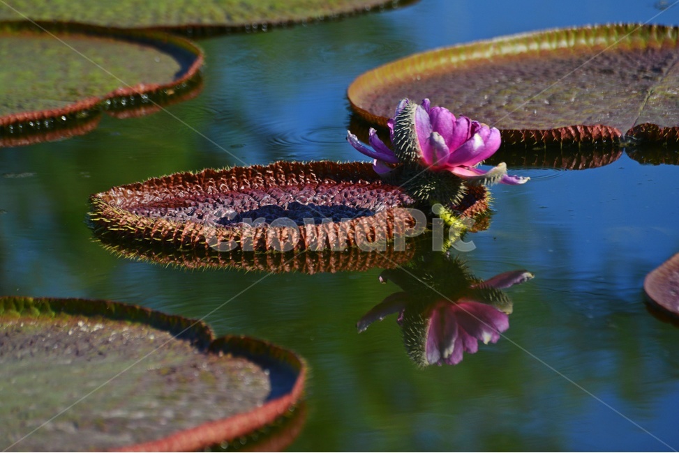 flower,plant,식물,blossom,꽃,연,연자,연밥,연잎,빅토리아연,빅토리아연꽃,반영,빅토리아연잎,식물,자연,plants,nature,꽃,flower