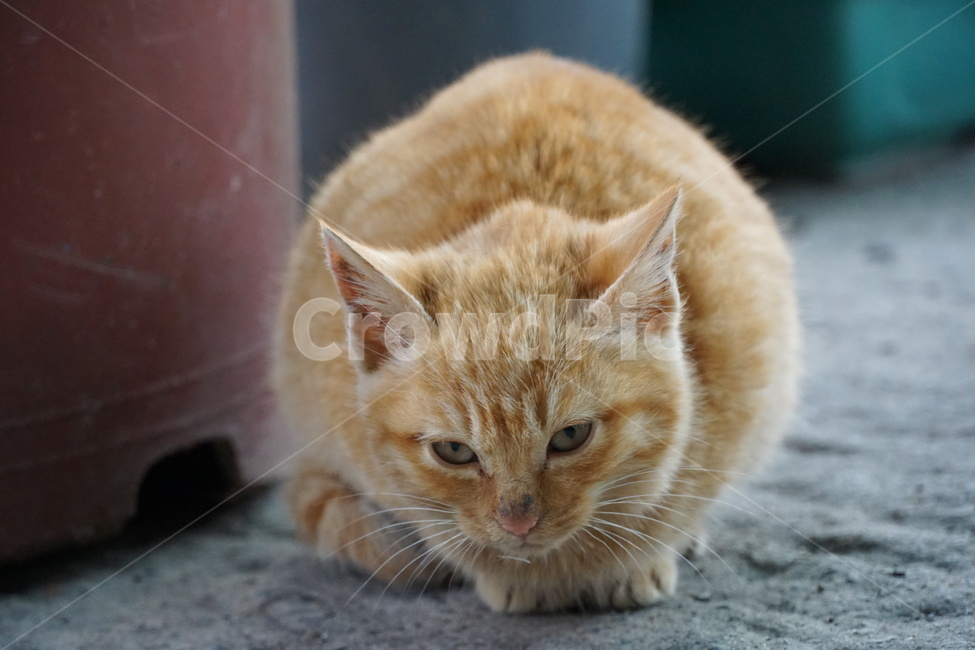 고양이,길냥이,치즈,새끼고양이,아깽이,아기고양이,동물,동물,animal,포유류,mammal,고양이,cat,kitten,kitty