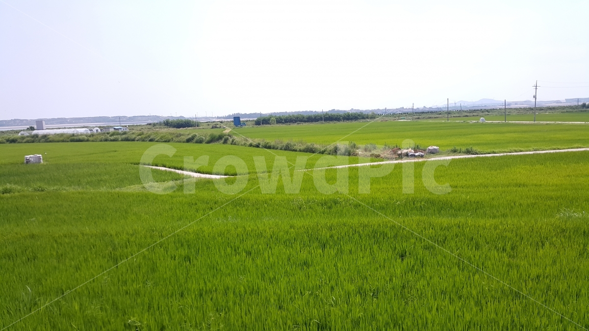 들판,시골,농사,풍경,자연,초록,초록색,자연,풍경,nature,landscape,시골,마을,country,rural,town,outdoors,옥외,grassland,목초지,field,들,paddy field,패디 필드