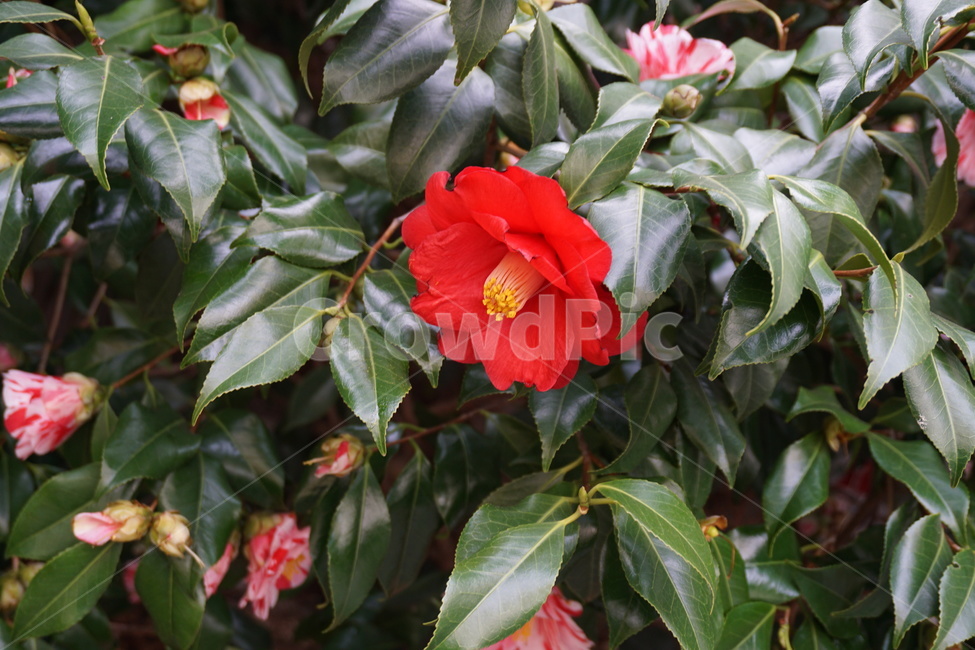 봄,나무,자연,꽃,사랑,식물,자연,plants,nature,꽃,flower