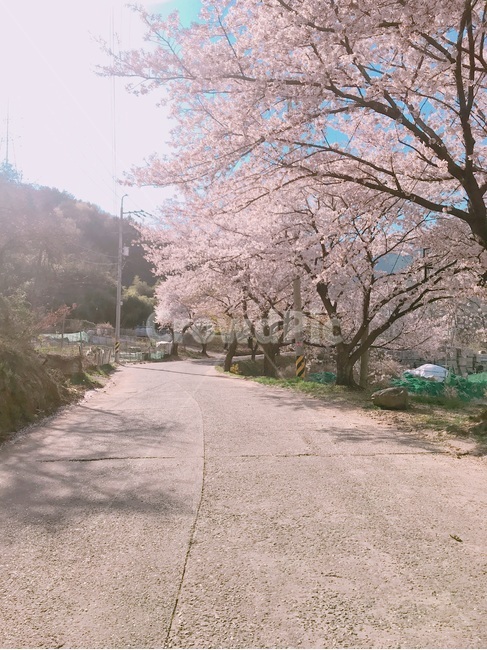 봄벚꽃,벚꽃,길가벚꽃,만개한벚꽃,양사이드벚꽃,봄,봄,계절,spring,season,자연,풍경,nature,landscape,plant,식물,flower,꽃,blossom