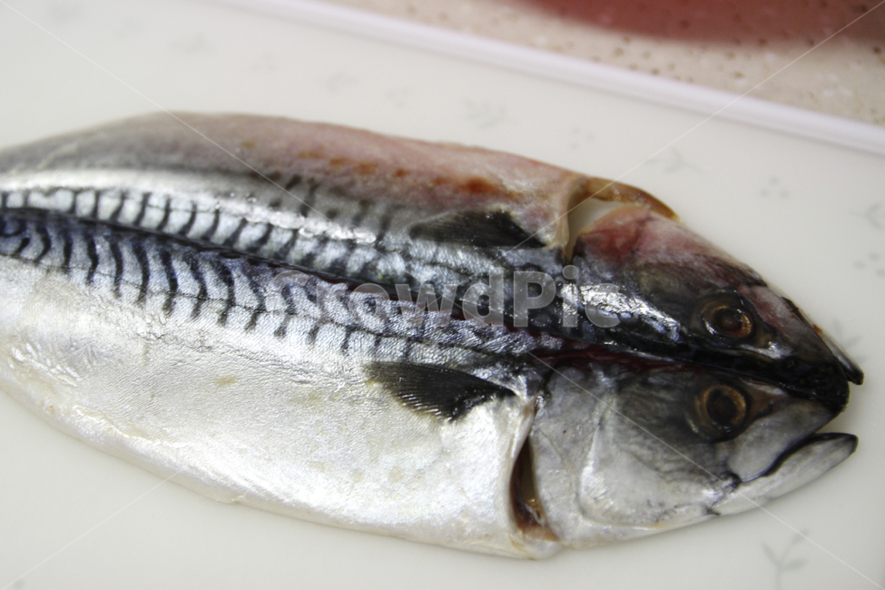 고등어,고등어요리,mackerel,생선,생선요리,지느러미,수산물,식재료
